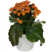 Kalanchoe orange + Cache pot Blanc